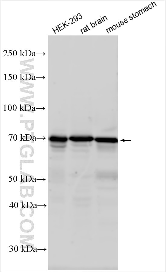 NHE2 Antibody in Western Blot (WB)