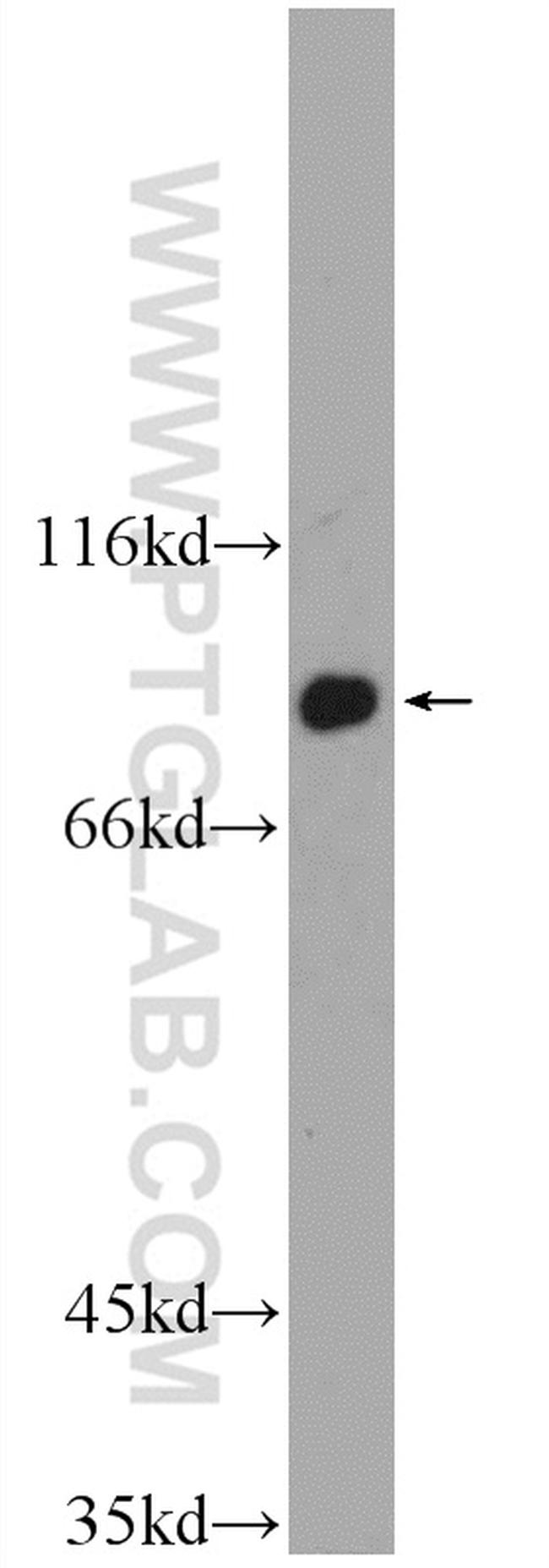 NYAP2 Antibody in Western Blot (WB)