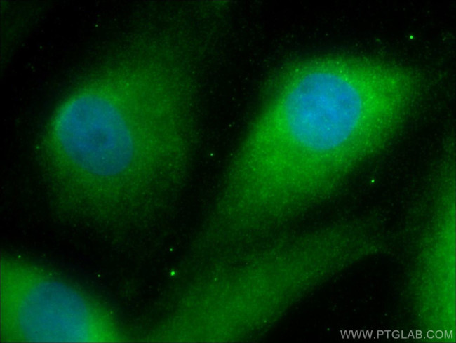 DNAJB13 Antibody in Immunocytochemistry (ICC/IF)