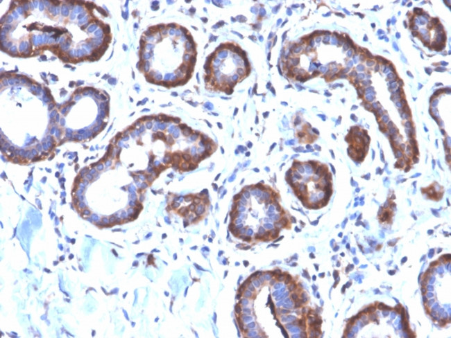 Ferritin, Light Chain (FTL) Antibody in Immunohistochemistry (Paraffin) (IHC (P))
