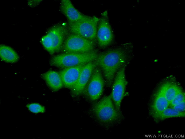 C6orf211 Antibody in Immunocytochemistry (ICC/IF)