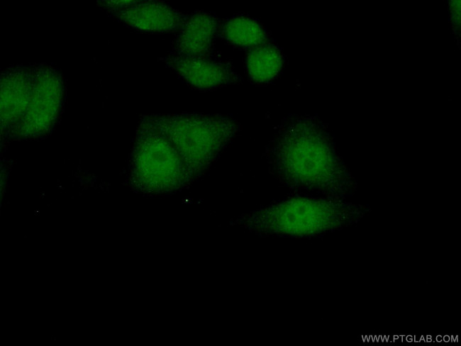 RNF38 Antibody in Immunocytochemistry (ICC/IF)
