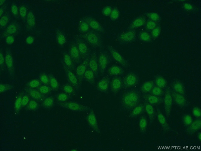 HNRNPA3 Antibody in Immunocytochemistry (ICC/IF)