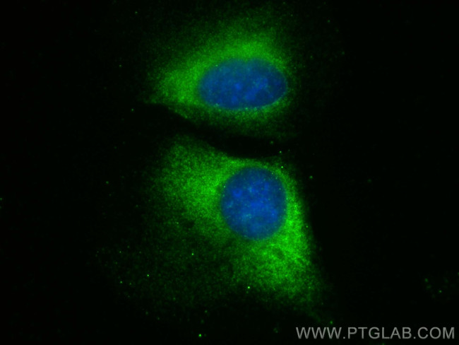 NAT12 Antibody in Immunocytochemistry (ICC/IF)