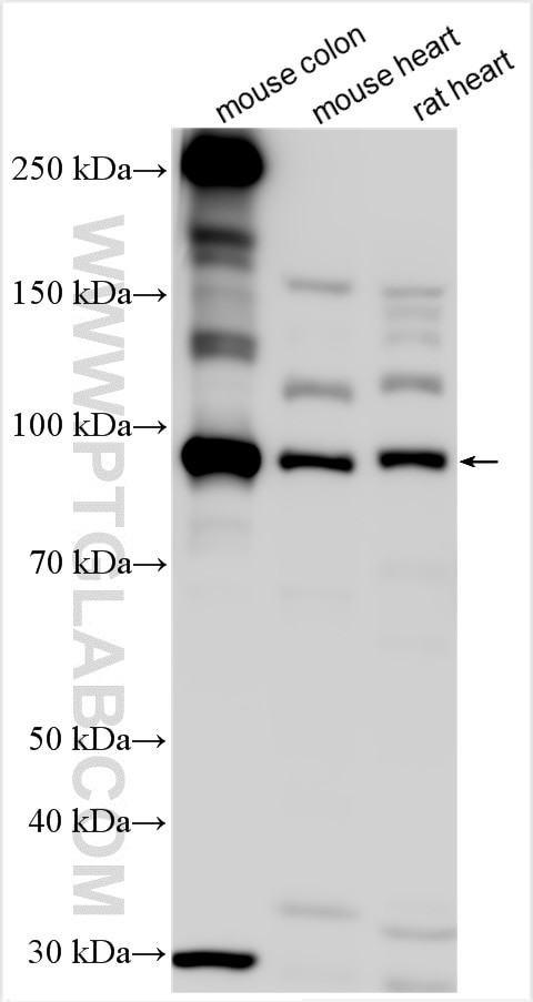 PPP1R12C Antibody in Western Blot (WB)