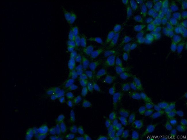 PTCD3 Antibody in Immunocytochemistry (ICC/IF)