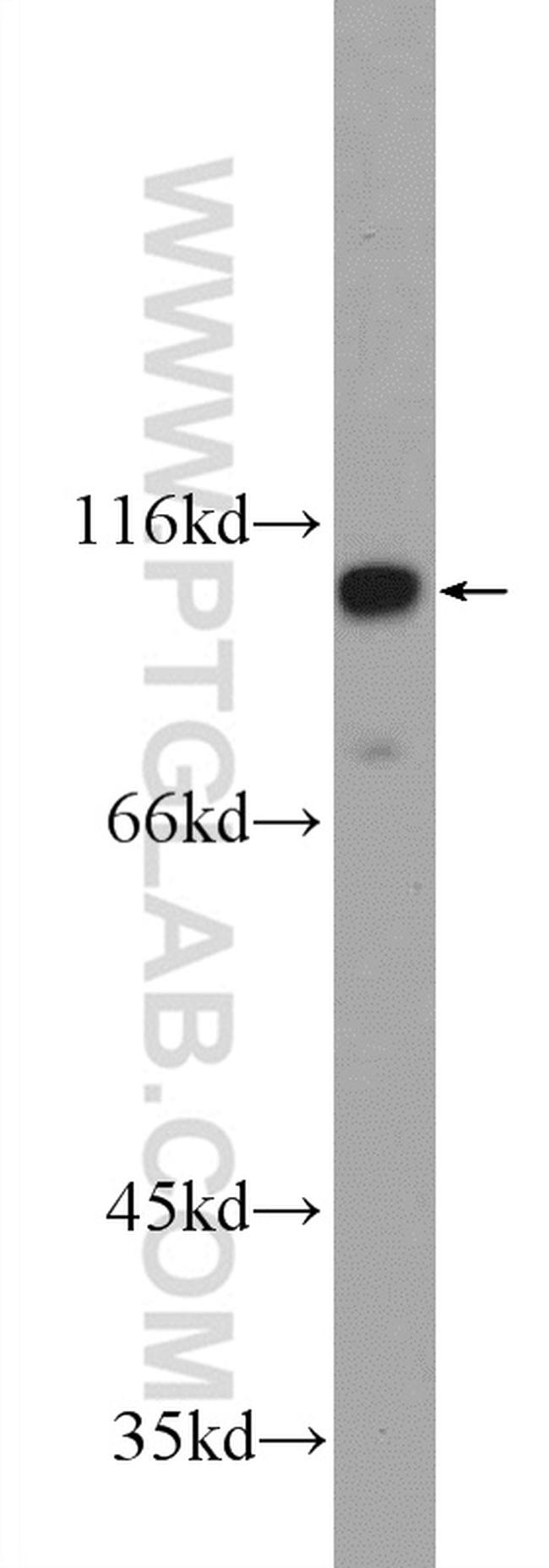FAM40B Antibody in Western Blot (WB)