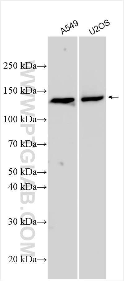 PFN3 Antibody in Western Blot (WB)