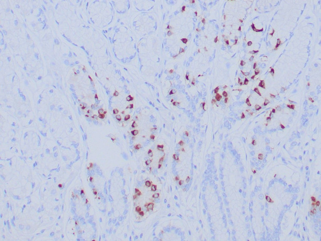 Gastrin Antibody in Immunohistochemistry (Paraffin) (IHC (P))