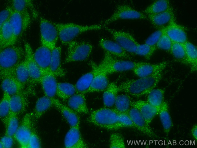 Adropin Antibody in Immunocytochemistry (ICC/IF)