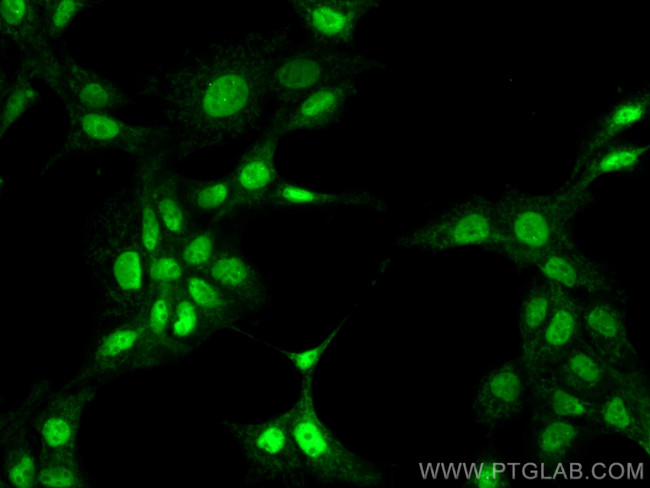 ZKSCAN1 Antibody in Immunocytochemistry (ICC/IF)