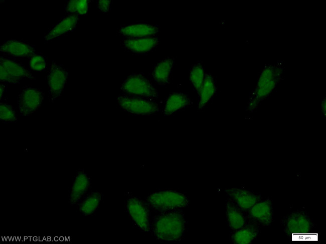 ZNF124 Antibody in Immunocytochemistry (ICC/IF)