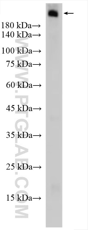 LAMB4 Antibody in Western Blot (WB)