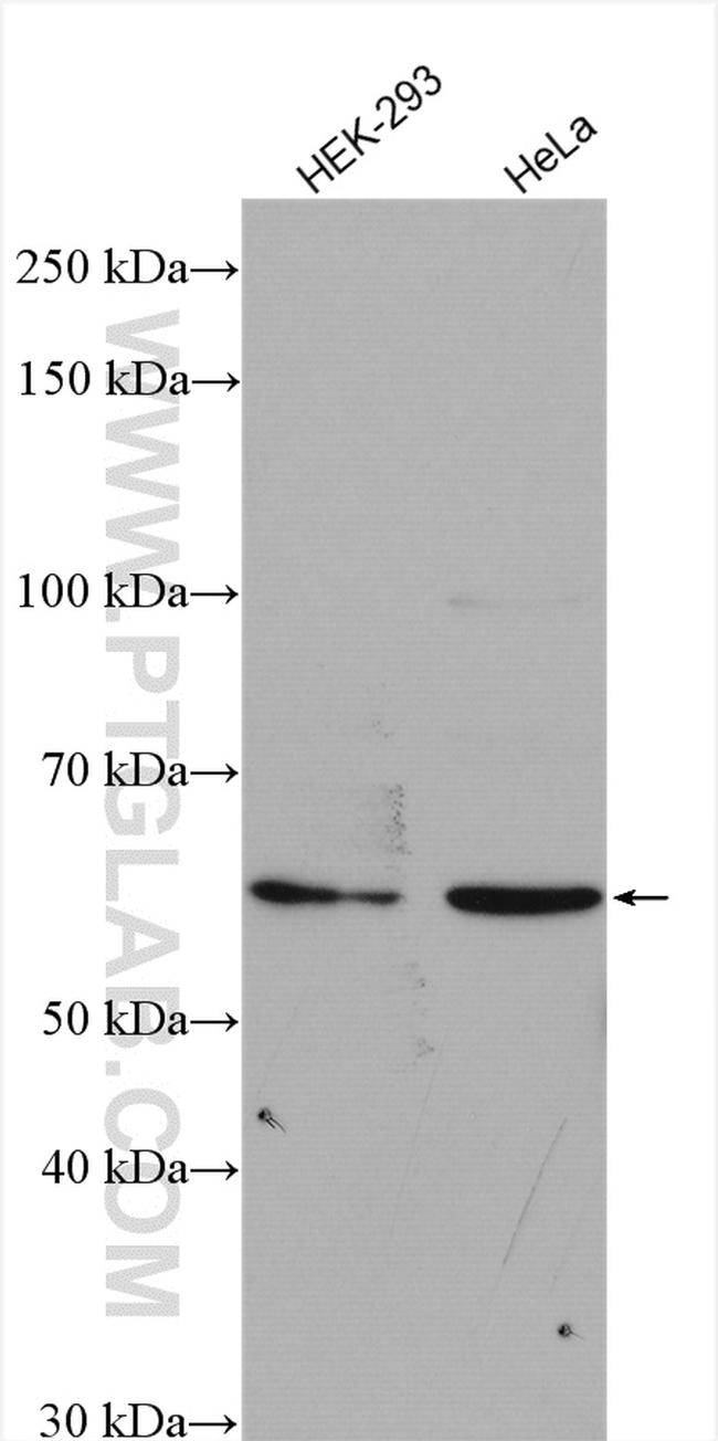 C15orf44 Antibody in Western Blot (WB)
