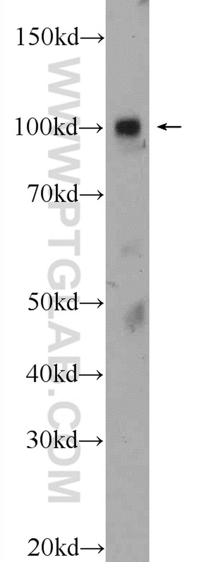 ZNF483 Antibody in Western Blot (WB)