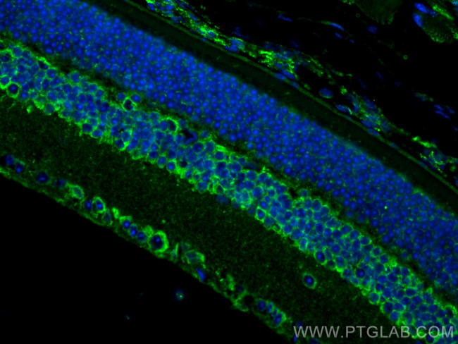 OPN5 Antibody in Immunohistochemistry (PFA fixed) (IHC (PFA))