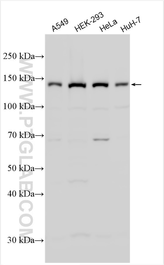 RNF123 Antibody in Western Blot (WB)