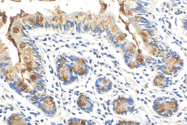 CLCA1 Antibody in Immunohistochemistry (Paraffin) (IHC (P))