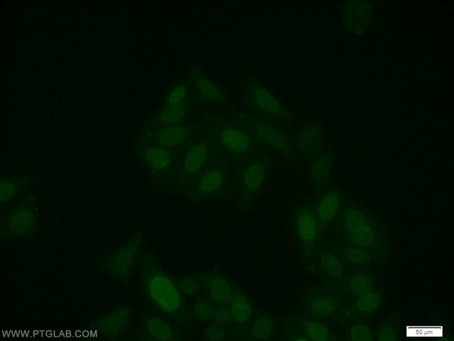 RUNX1 (middle) Antibody in Immunocytochemistry (ICC/IF)