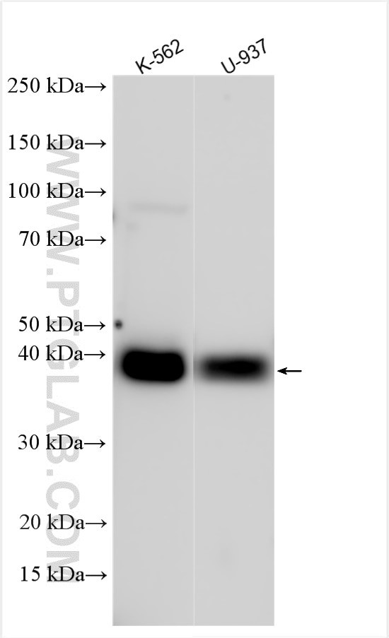 CD32A/C Antibody in Western Blot (WB)