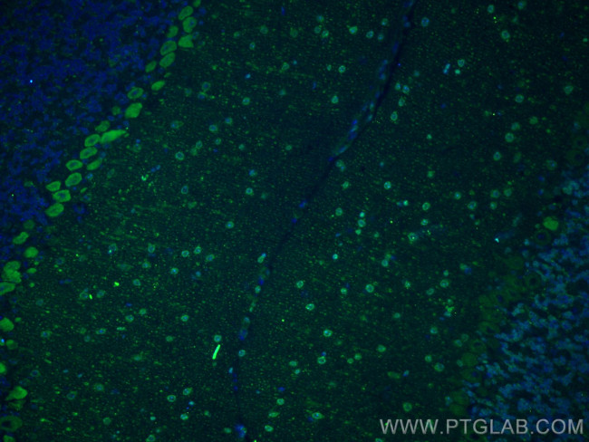 TRH Antibody in Immunohistochemistry (PFA fixed) (IHC (PFA))