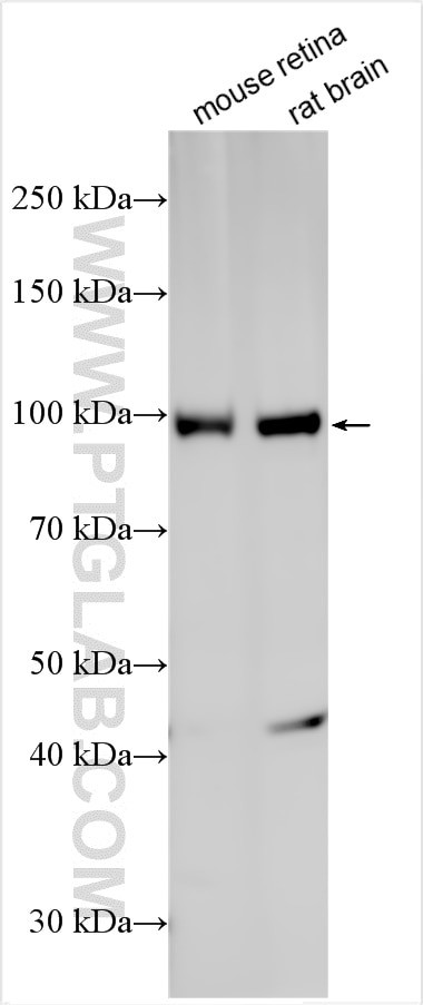 GRM6 Antibody in Western Blot (WB)