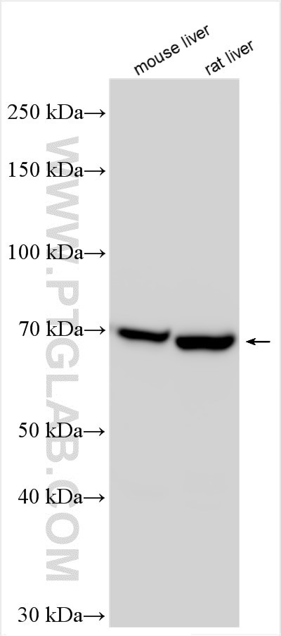 FATP5 Antibody in Western Blot (WB)