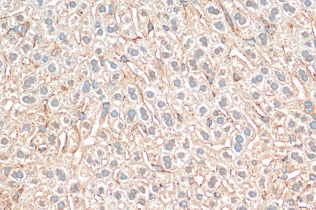 Exportin 4 Antibody in Immunohistochemistry (Paraffin) (IHC (P))
