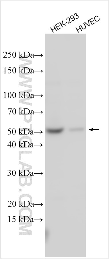 DDI2 Antibody in Western Blot (WB)