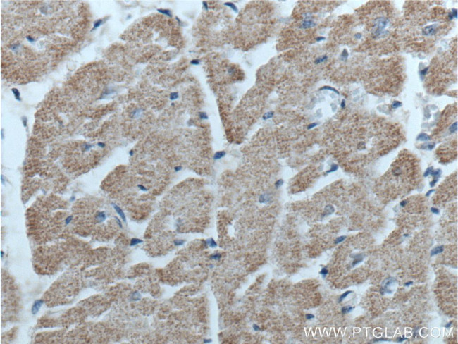 GFRA3 Antibody in Immunohistochemistry (Paraffin) (IHC (P))