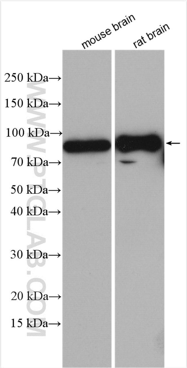 RAP1GAP2 Antibody in Western Blot (WB)