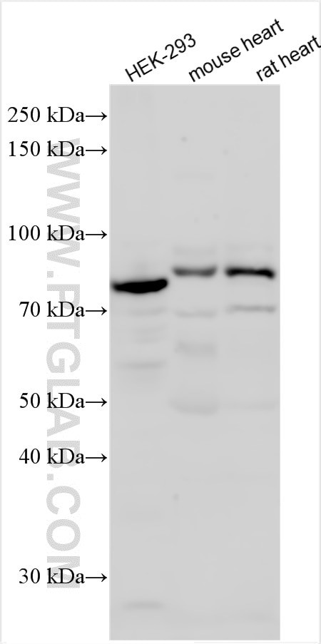 GAS2L3 Antibody in Western Blot (WB)