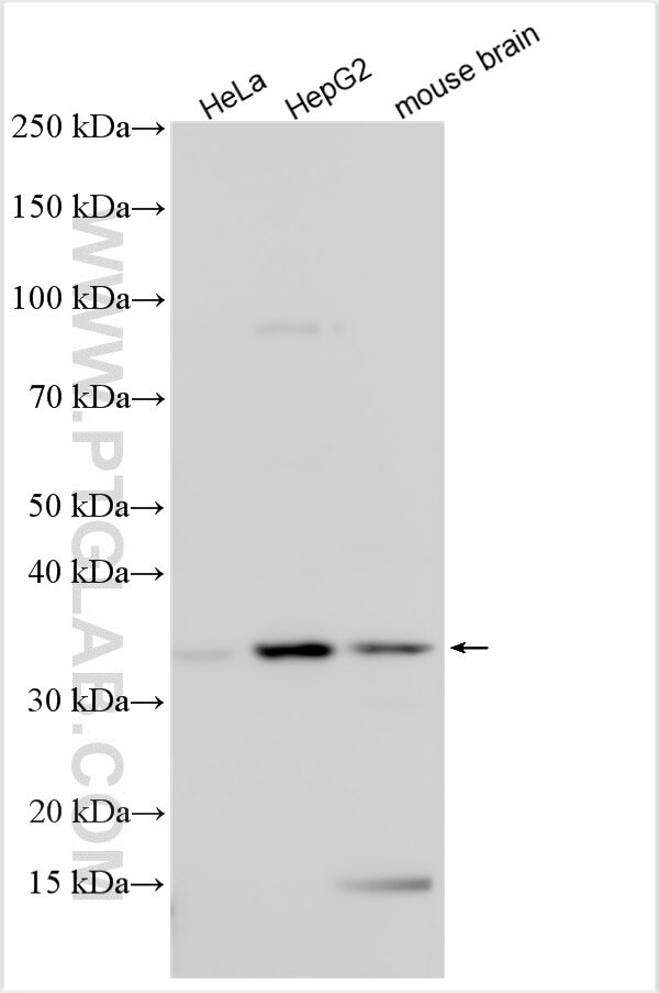 PLEKHF2 Antibody in Western Blot (WB)