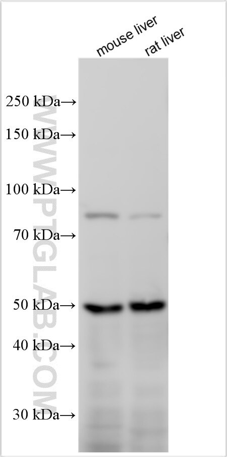 KREMEN1 Antibody in Western Blot (WB)