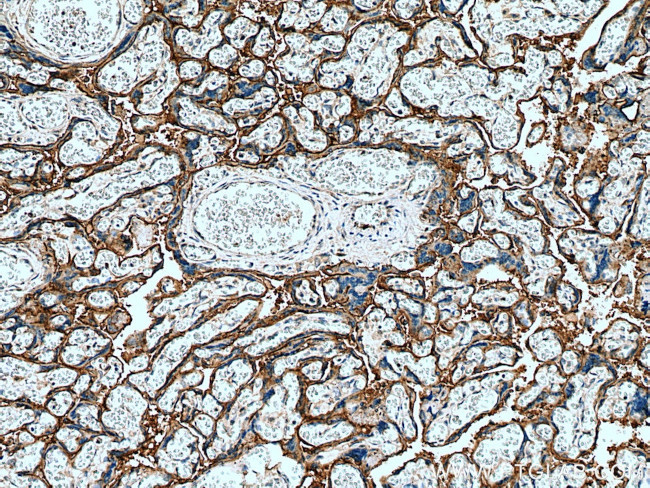 PLAC8L1 Antibody in Immunohistochemistry (Paraffin) (IHC (P))