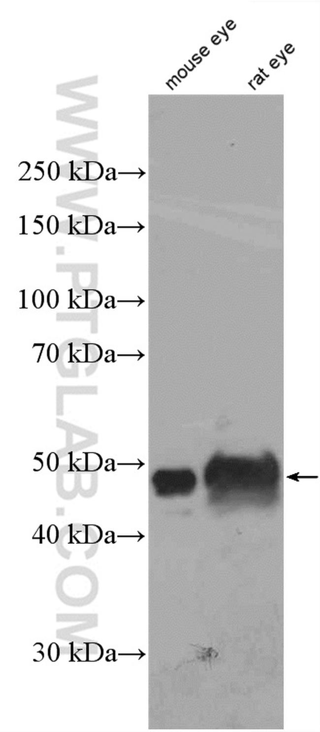 BFSP2 Antibody in Western Blot (WB)