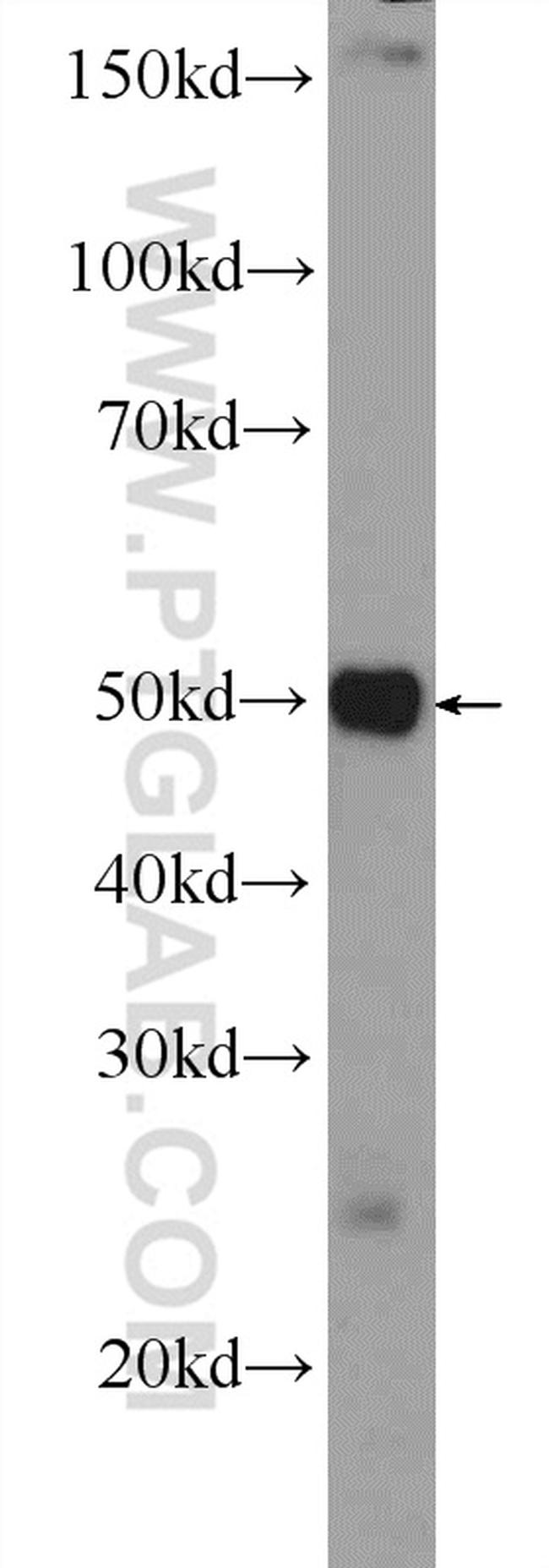 SCML4 Antibody in Western Blot (WB)