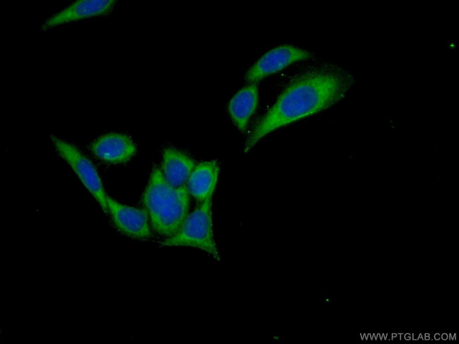 C15orf58 Antibody in Immunocytochemistry (ICC/IF)