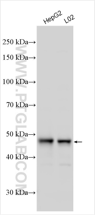 TTC38 Antibody in Western Blot (WB)
