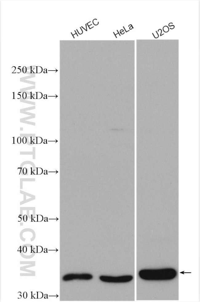CTGF Antibody in Western Blot (WB)