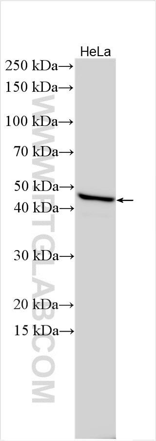 GIPC3 Antibody in Western Blot (WB)