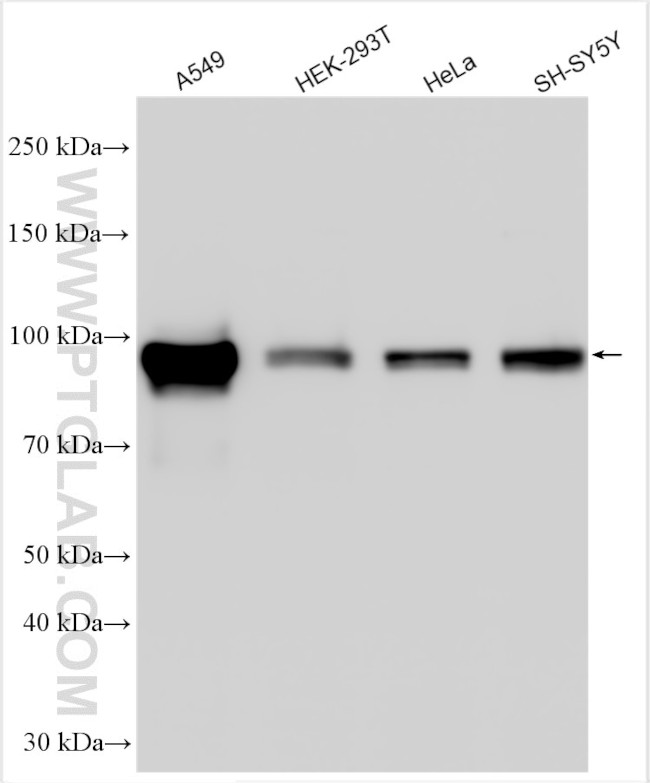 GRAMD1A Antibody in Western Blot (WB)