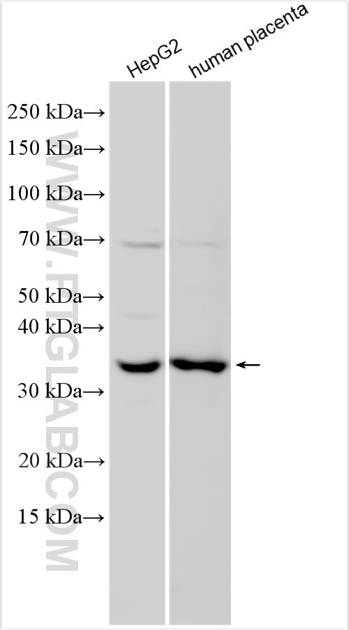 MOSC1 Antibody in Western Blot (WB)