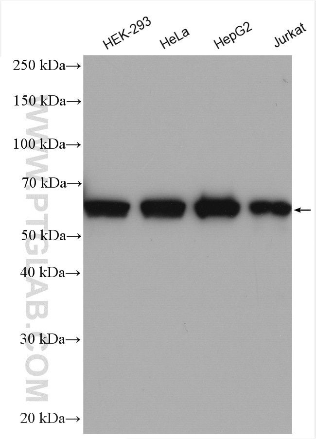 PUF-A, KIAA0020 Antibody in Western Blot (WB)