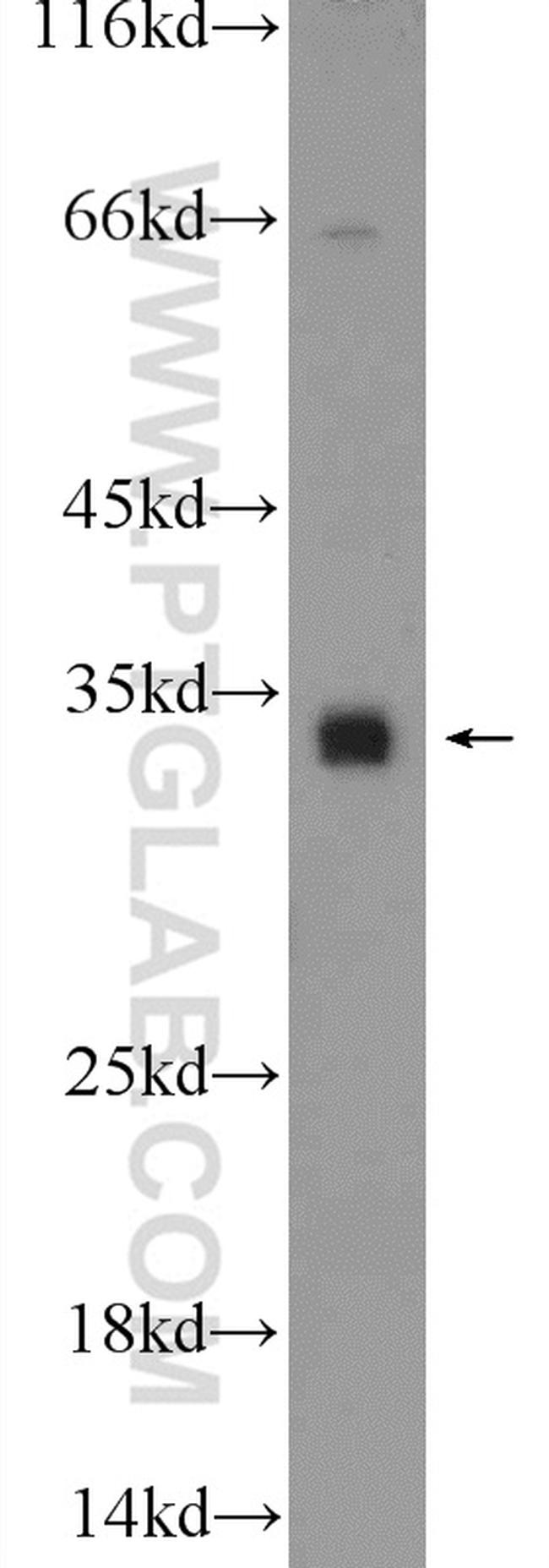 C18orf45 Antibody in Western Blot (WB)
