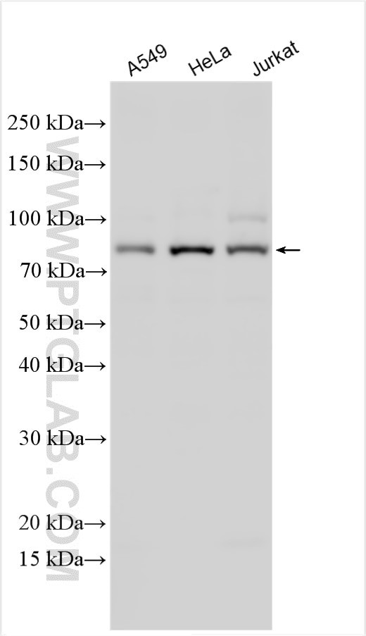 TRIM56 Antibody in Western Blot (WB)