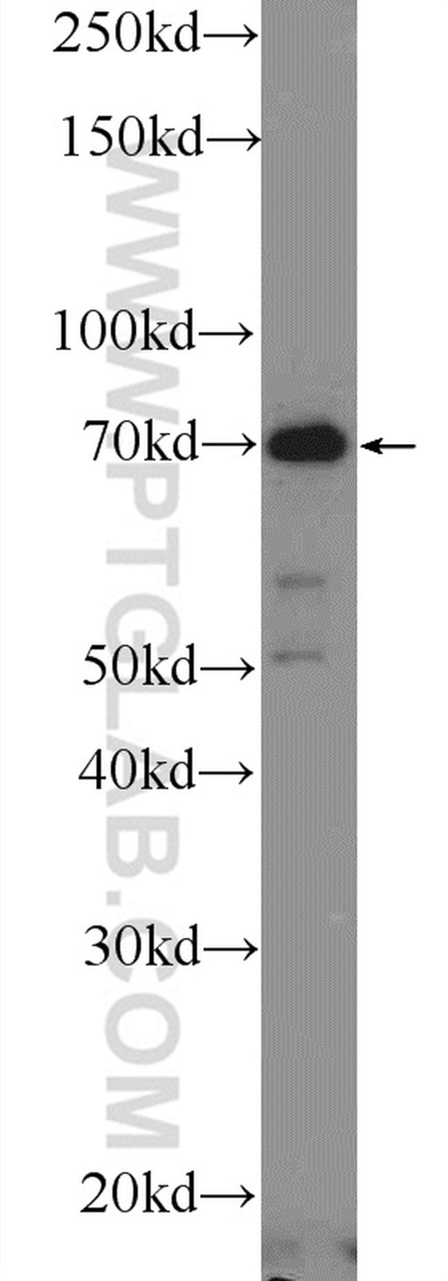 CTTNBP2NL Antibody in Western Blot (WB)