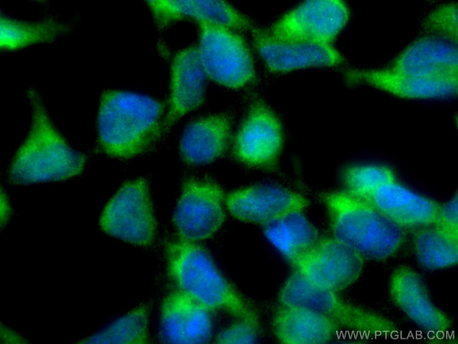 CHORDC1 Antibody in Immunocytochemistry (ICC/IF)