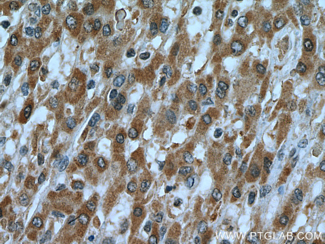 C7orf26 Antibody in Immunohistochemistry (Paraffin) (IHC (P))