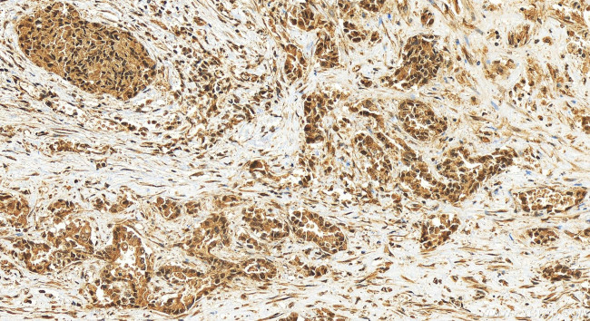 KANSL3 Antibody in Immunohistochemistry (Paraffin) (IHC (P))